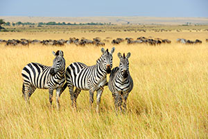 Johannesburg/Kilimanjaro International Airport